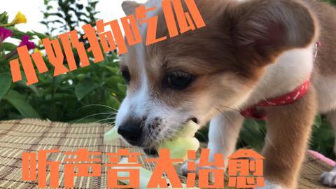 娱乐吃瓜酱小动物视频,小动物娱乐视频大盘点