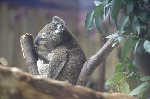 娱乐吃瓜酱考拉打架,娱乐吃瓜酱背后的神秘冲突